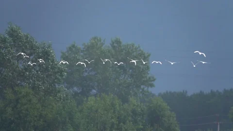 Gulls flying no focus 250FPS Stock Footage 92455697