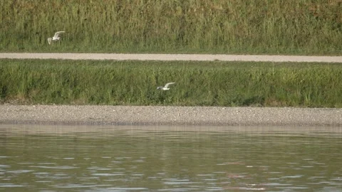 Gulls Flying Over Danube River Bank Stockbeeldmateriaal 334677838
