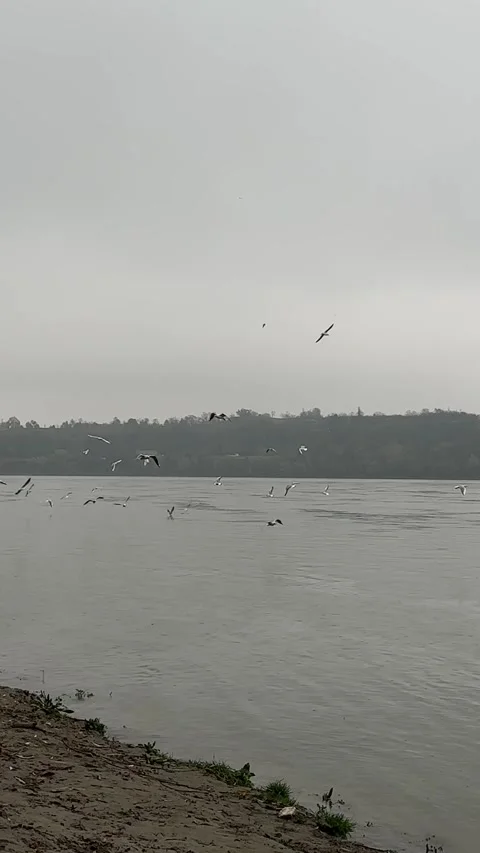 Gulls flying over the Danube River Stock Footage 346288654