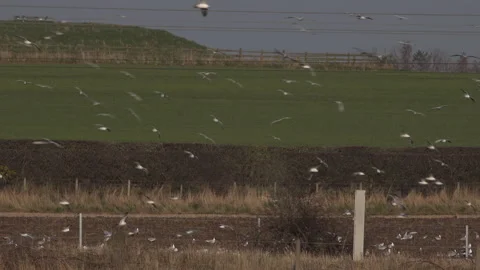 Gulls flying over farm fields UK Stock Footage 209377452