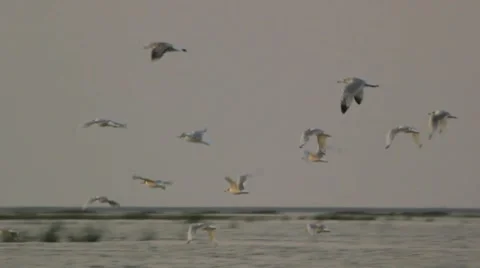 Gulls flying over the sea Stock Footage 8761803