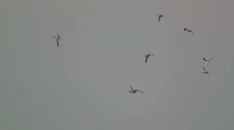 Gulls flying over the sea Stock Footage 8761842