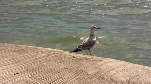 Gulls flying over the sea Stock Footage 20683219