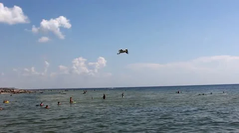 Gulls flying over the sea Stock Footage 20683401