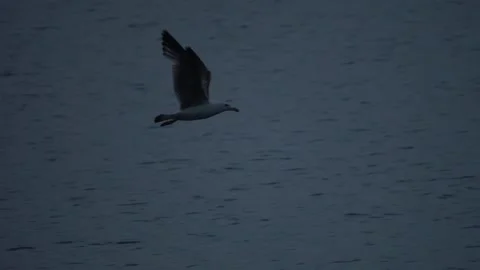 Gulls flying over the sea Stock-Footage 134025431