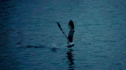 Gulls flying over the sea Stock Footage 134025508