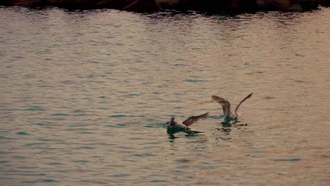 Gulls flying over the sea Stock Footage 134025844
