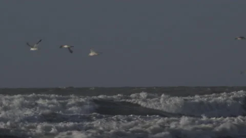 Gulls flying over waves on a beeach in Wakles UK Video stock 173569117