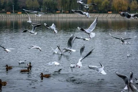 Gulls flying Stock Photos