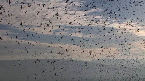 Gulls flying to roost Stock Footage 85605529