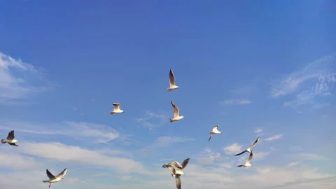Gulls Flying In The Sky With Blue Sky Background Stock Footage 300405584