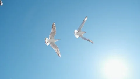 Gulls flying in slow motion, catching food that somebody throw them feeding Stock Footage 151157524