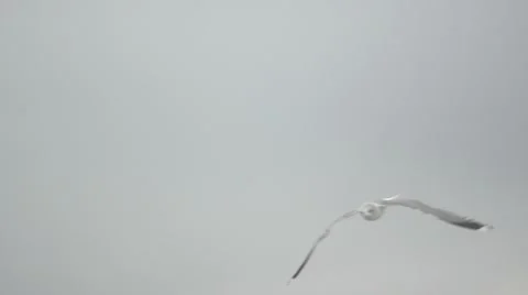 Gulls flying. Slow motion. Video stock 52931810
