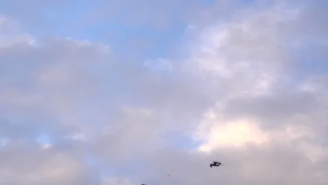 Gulls flying in the thermals 4K Vídeos de archivo 101502778
