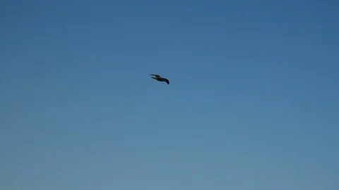 Gulls flying through the blue sky Stock Footage 84549269