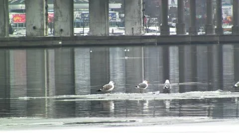 Gulls foating on ice 스톡 동영상 10808600
