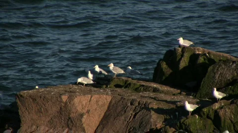 Gulls Stock-Footage 95596