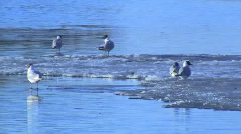 Gulls Video stock 10889563