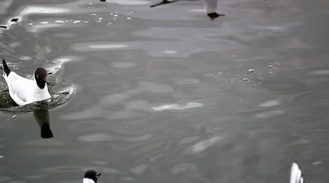 Gulls Stock Footage 10891123