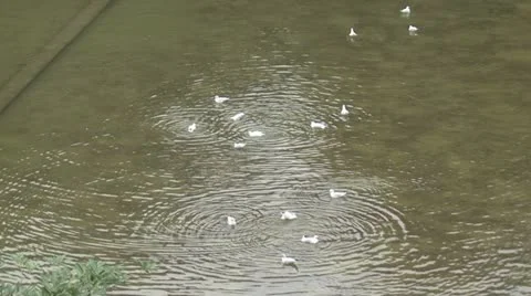 Gulls Stock Footage 18143157