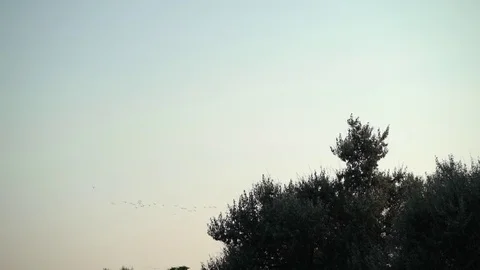 Gulls Stock-Footage 78795978