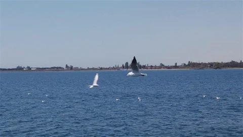 Gulls Video stock 95541617