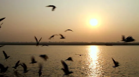 Gulls on the Ganges river Video stock 41240020