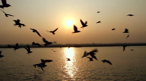 Gulls on the Ganges River Video stock 41240061