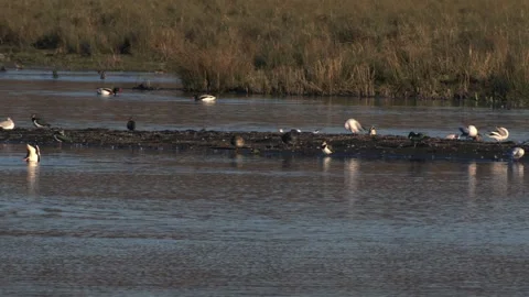 Gulls gather on lake side Stock Footage 318907418