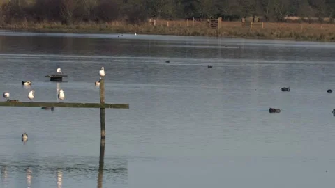 Gulls gather on post in lake Stock Footage 308372351