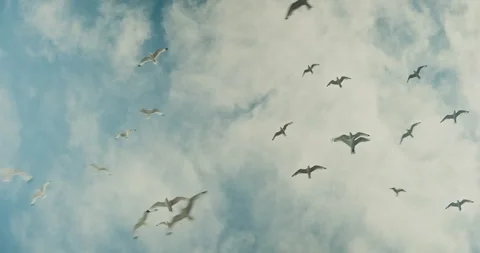 Gulls Gliding Against the Sky Видео 274488012