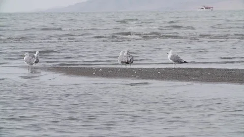 Gulls at the Great Salt Lake Video stock 78937745