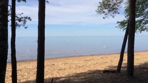 Gulls on the Gulf Stock Footage 69103611