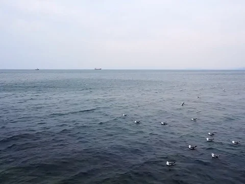 Gulls in the Gulf Vídeo Stock 74729650