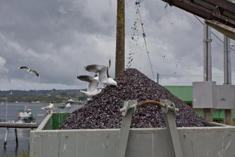Gulls in the habor. Stock Photos