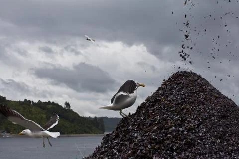 Gulls in the habor. Stock Photos