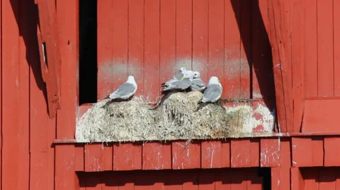 Gulls have nested Stock Footage 68492817