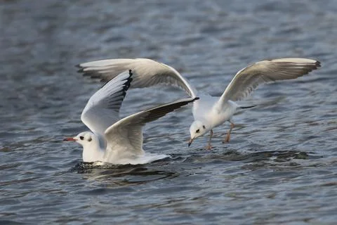 Gulls having fun Fotos Stock
