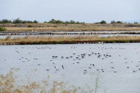 Gulls hide from the wind in a shallow pool by the sea. Stock Photos