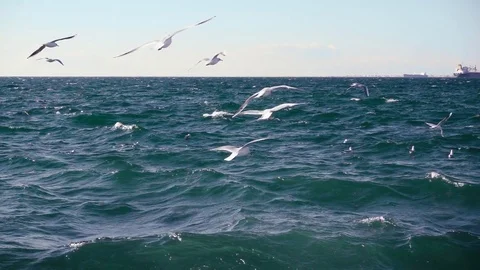 Gulls hovering over the stormy sea slow mo Stock Footage 84764905