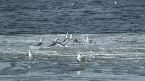 Gulls on ice Stockbeeldmateriaal 10806127