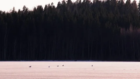 Gulls at the ice of a lake in spring Stock Footage 75259741