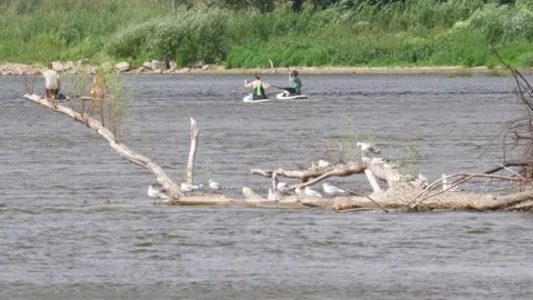 Gulls kayak 動画素材 283681717