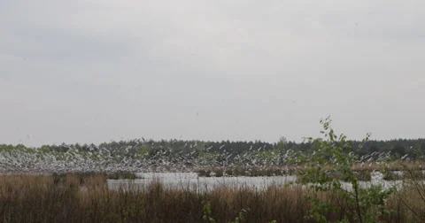 Gulls on a lake in the evening Video stock 38019384