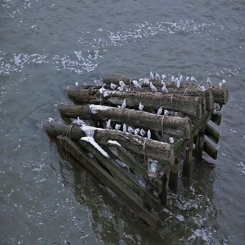 Gulls on the logs. Stock Footage 69426114