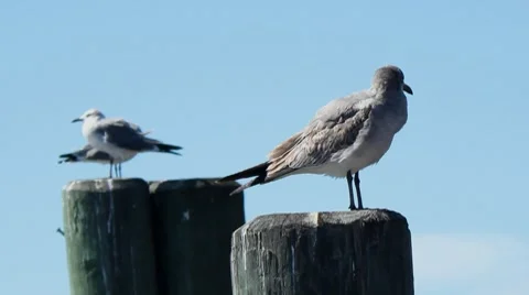 Gulls on moorings 01 Stock Footage 8801902