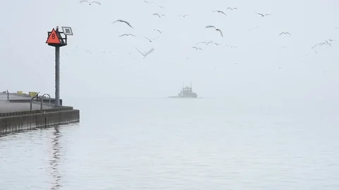 Gulls in Morning Fog Stock Footage