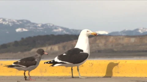 Gulls with Mountain on the Background Stock Footage 45840642