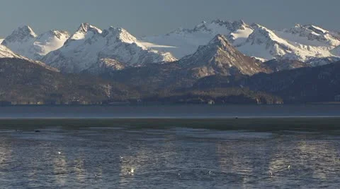 Gulls on Mud Bay Tidal Flats with Kenai Mountains Stock-Footage 12383628