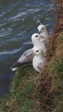 Gulls nesting on a cliff Stock Photos